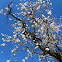 Almond Blossom