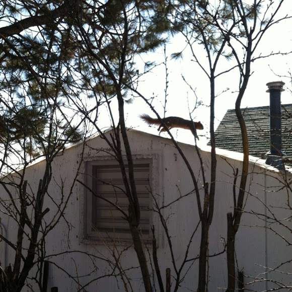 Spotting Image 1