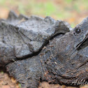 Alligator Snapping Turtle