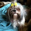 Shi-tzu