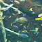 Cichlids