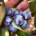 Blueberries