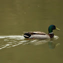 Common mallard
