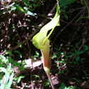 cola de caballo (horse's tail)