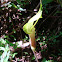 cola de caballo (horse's tail)