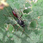 Ichneumon wasp