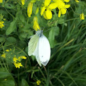 Green-veined White