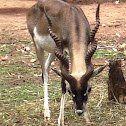 Blackbuck(Male)
