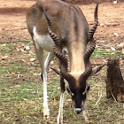 Blackbuck(Male)