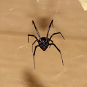 Black Widow