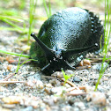 Black slug