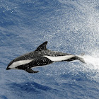 Hourglass dolphin