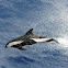 Hourglass dolphin