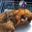 Guinea Pig