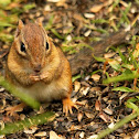 Eastern chipmunk