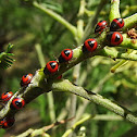 Green shield backed bug