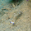 Periclimenes holthuisi