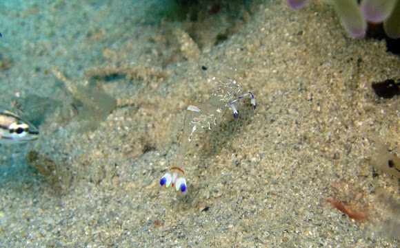 Spotting Image 1