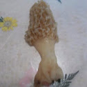 Morel mushroom