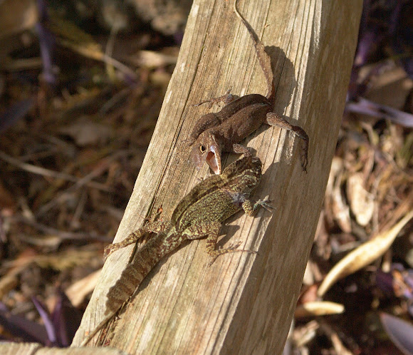 Spotting Image 1