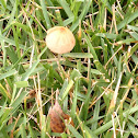 Pale Brittlestem