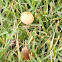 Pale Brittlestem
