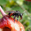 Stingless bee