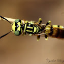Pacific Burrowing Wasp