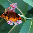 Great Spangled Fritillary 