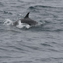 Common Dolphin