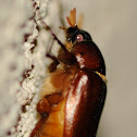 May beetles, June bugs, and June beetles