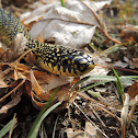 Speckled kingsnake