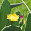 Opuntia Bloom