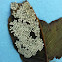Butterfly eggs