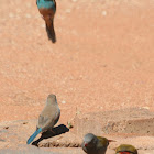 Blue Waxbill