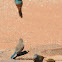 Blue Waxbill