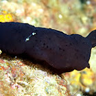 Nudibranch