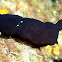 Nudibranch