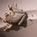 Cuban Tree Frog