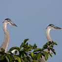 Great Blue Heron (fledglings)
