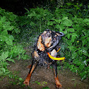 Rottweiler cross