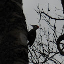 Pileated Woodpecker