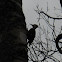 Pileated Woodpecker