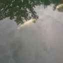Koi Fish