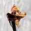 Snout Moth