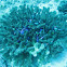 Palette Surgeonfish (juvenile)
