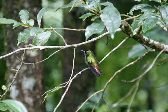 Spotting Image 1