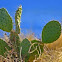 Prickly Pear Cactus