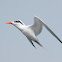 Elegant Tern