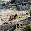 Black bear